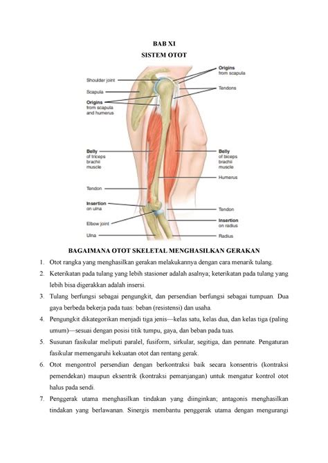 Anatomi Kedokteran Sistem Rangka Axial Bab Xi Sistem Otot Bagaimana Otot Skeletal