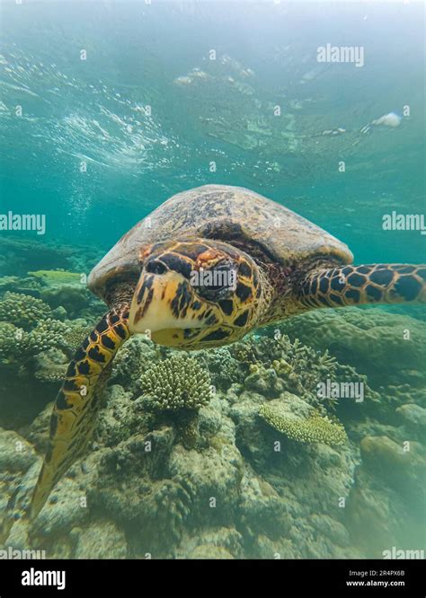 Sea Turtles Swims Underwater Underwater Sea Turtles Sea Turtles