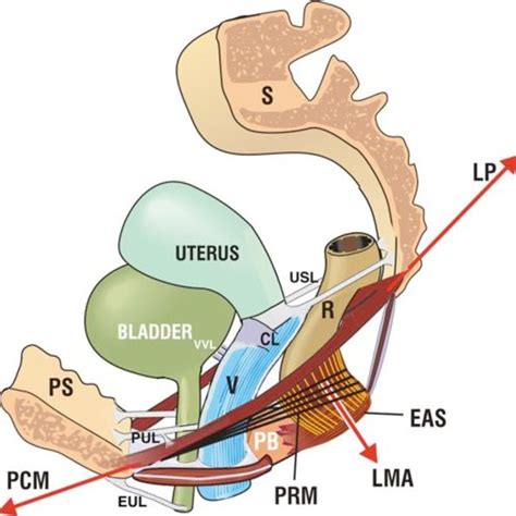 Role Of Mpuborectalis In Bladder Ar Function Upper Xray Resting