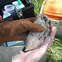 Wildlife Biology | Natural Resource Sciences - McGill University