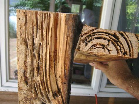 What are the requirements for a home inspection? How Much Is A Termite Inspections Cost? A Guideline For ...