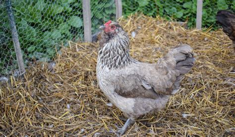 Ameraucana Chicken Breed Profile Farmhouse Guide