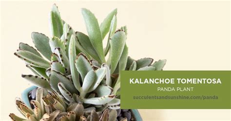 What does each flower symbolize? This succulent does well indoors, and is great for ...