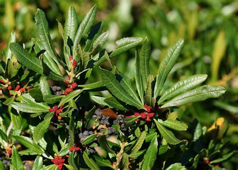 Pacific Wax Myrtle Trees Of Quail Hollow Ranch Park · Inaturalist