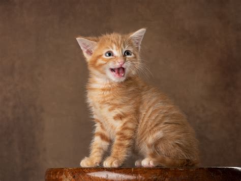 Kittens and More Kittens!