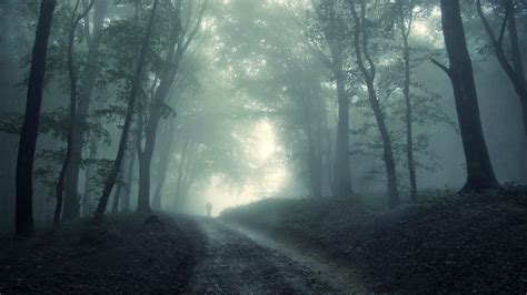 Misty Forest Wallpaper Abyss Nature Wallpaper