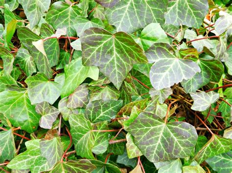 Evergreen Ivy Leaves Seen Up Close Stock Image Image Of Plants