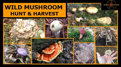 Wild Mushrooms Hunt And Harvest Youtube