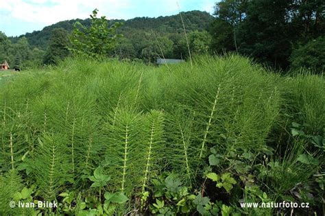 Great Horsetail Photos Great Horsetail Images Nature Wildlife