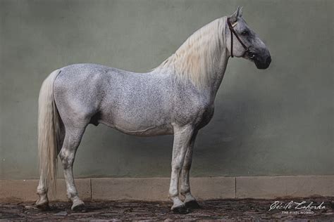 horse photo series showcases  worlds endangered breeds