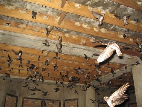 Harga sarang burung walet kini RM8,000 sekilogram | DagangNews