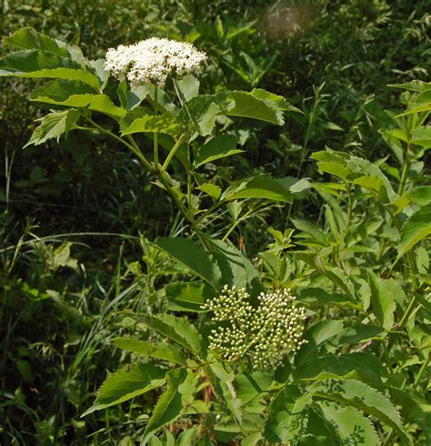 Sambucus Canadensis Rustic Garden DC Metro Houzz IE