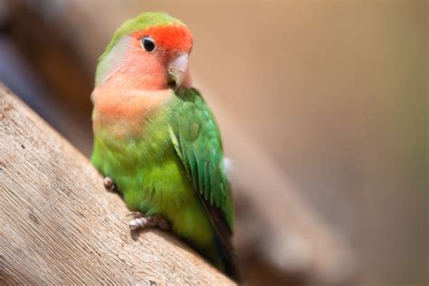 Most Gentle Pet Bird Species Petsoid