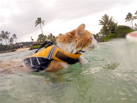 Vivaglory sports style dog life jacket. A guide to boating with cats - Adventure Cats