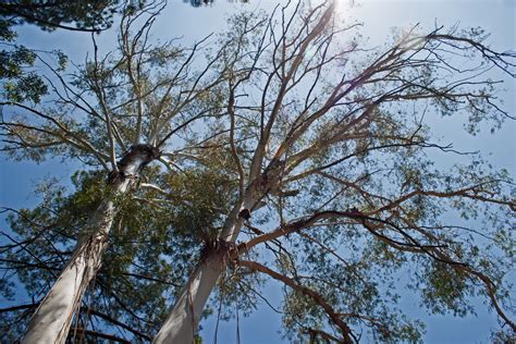Tops Of Eucalyptus Trees Free Stock Photo Public Domain Pictures