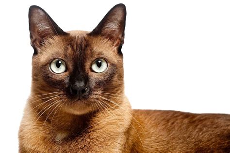 Seven Cat Breeds That Are Totally Clingy
