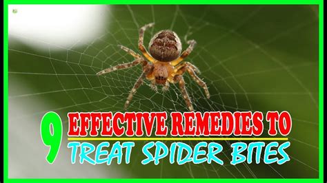 9 Effective Home Remedies To Treat Spider Bites Brown Recluse Spider