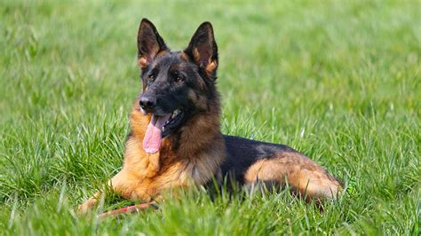 German Shepherd Dog Breed Information And Health