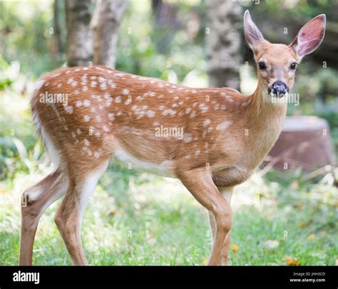 Young Whitetail Fawn Stock Photo Alamy