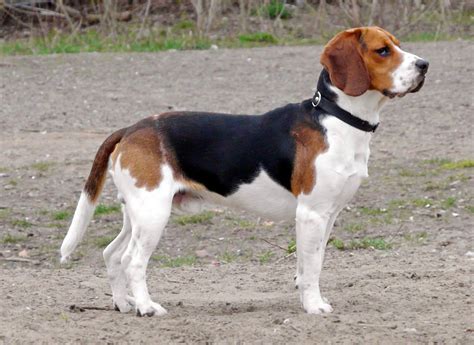 Beagle Breeders Puppies And Breed Information Dogs Australia
