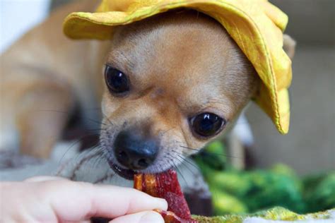 10 Bacon Dog Treats Stock Photos Pictures And Royalty Free Images Istock