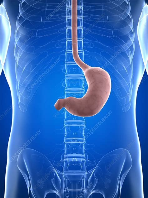 Healthy Stomach Artwork Stock Image F0062515 Science Photo Library