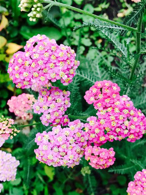 A List Of Perennial Flowers That Bloom All Summer With Pictures