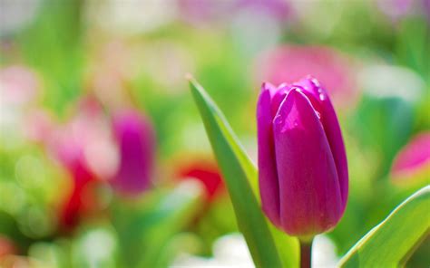 wallpapers: Purple Tulips Flowers Wallpapers