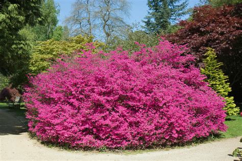 Pink Flowering Bush Free Stock Photo - Public Domain Pictures