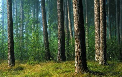 Stanowi to obszar o powierzchni 3800 ha, zajmujący blisko 83% powierzchni parku. Park Narodowy. Bory Tucholskie to największy obszar leśny ...