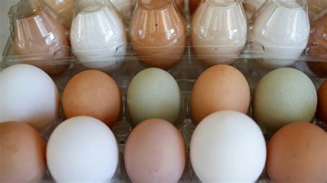 They consider a healthful meal plan to: Can diabetics eat eggs without worry? | KOMO
