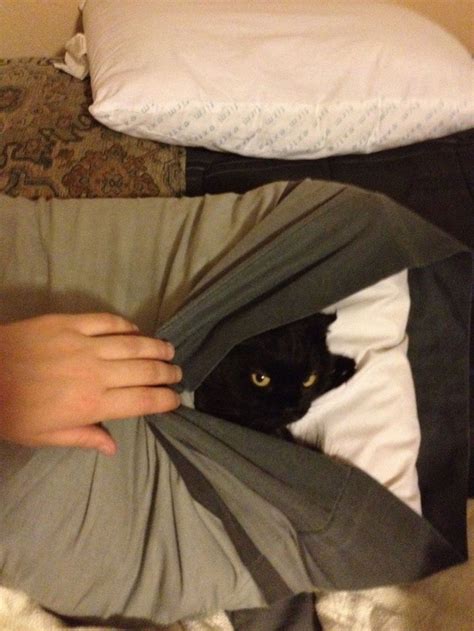 27 Stealthy Ninja Cats That Are Extra Sneaky And Agile