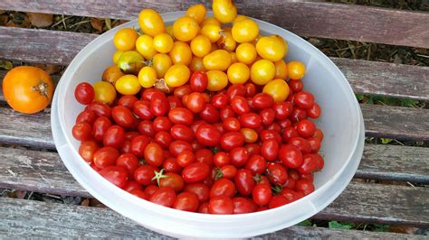 Photo Of The Day End Of Season Tomato Harvest Sages Acre