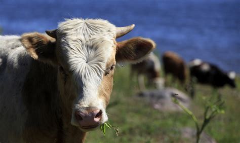 Daisy Cowit New York Motorist Hits Herd Of 50 Cows Crossing Street