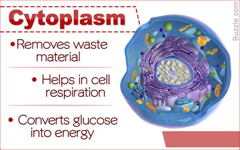 Cytoplasm Exploring The Functions Of The Building Blocks Of Life