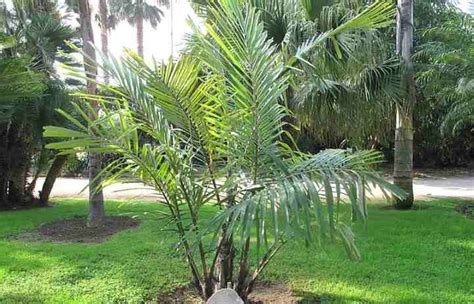 Top 27 Small Or Dwarf Palm Trees With Identification Guide Pictures