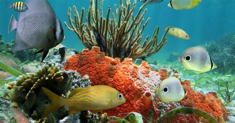 Underwater Reef Wallpaper Hd