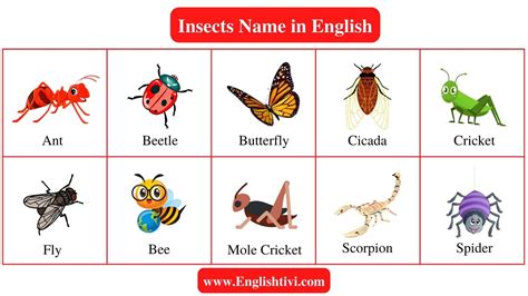 Insect Names List Of Insects Name In English With Pictures Englishtivi