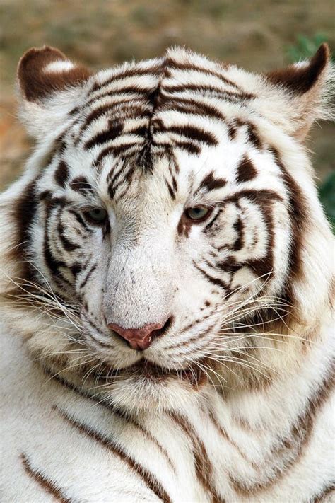 White Tiger Portrait Stock Image Image Of White Portrait 64361165
