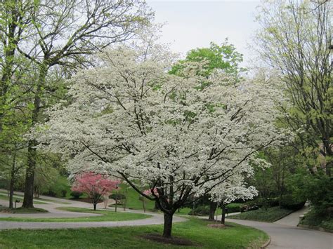 It grows wild in the in tennessee, photinus pyralls is the most familiar species. White dogwood tree in Knoxville, TN taken during the ...