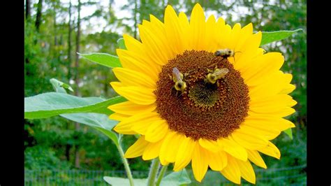 A Sunflower With A Bee Best Image Background