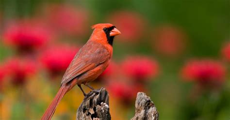 What Is The State Bird Of West Virginia And Why Bird Fact