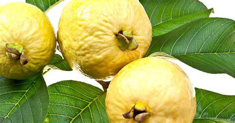 Tropical fruit tree varieties for australia include abiu, carombola, mango, paw paw, lychee, banana, sapodilla, dragon fruit and mangosteen for sub tropical areas try. Growing tropical fruit in Sydney: our 5 top tips | Flower ...