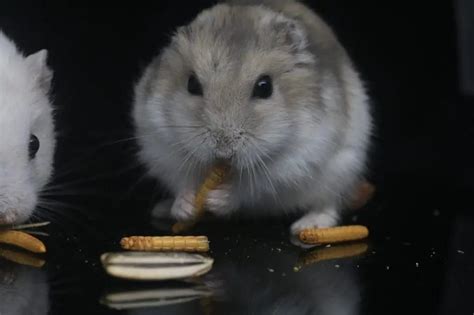 Can Hamsters Eat Meat What You Need To Know Hamster Care Guide