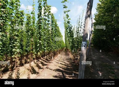 Kent Hops Fields Hi Res Stock Photography And Images Alamy