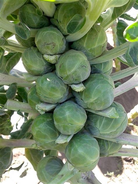 Organic Brussel Sprouts 400g The Little Big Store