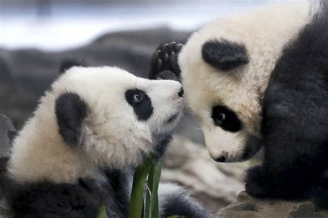 Panda Twins At Berlins Zoo Make Adorable Public Debut