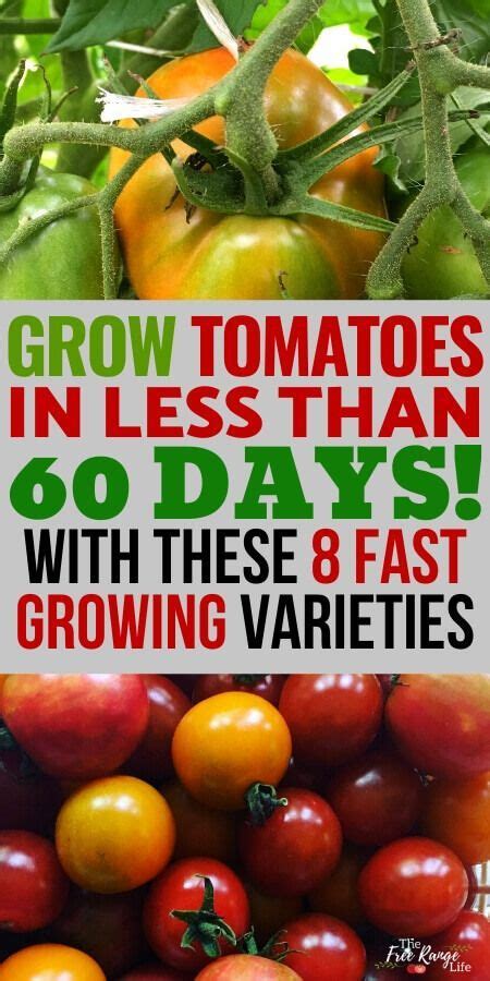 8 Fast Growing Early Tomato Varieties To Try This Year Vegetable