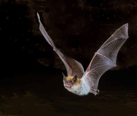 Bats And Rabies What You Need To Know Localhealthguide