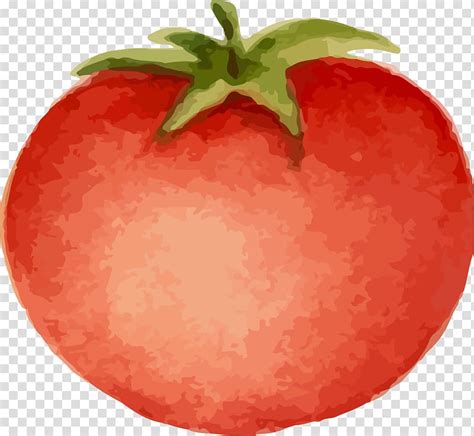 Animated Tomato Clipart 15 Free Cliparts Download Images On